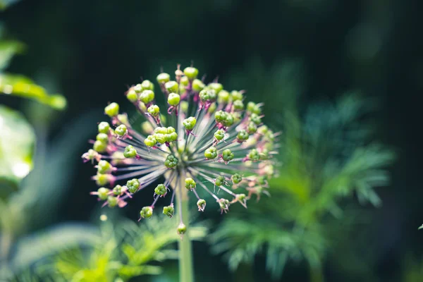 Egy Közeli Felvétel Egy Vad Fokhagymás Növényről Rügyekkel — Stock Fotó