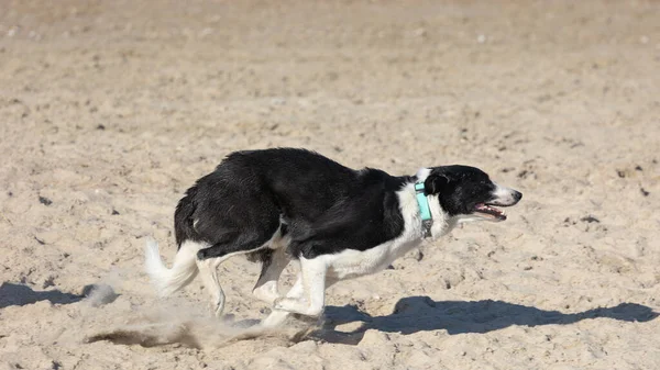 Cane Che Gioca Nella Sabbia Vicino Mare Durante Giorno — Foto Stock