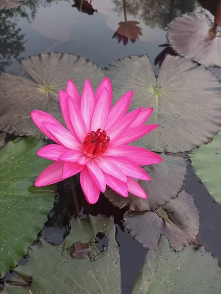 Pembe Nymphaea Antares Yakın Çekimi — Stok fotoğraf