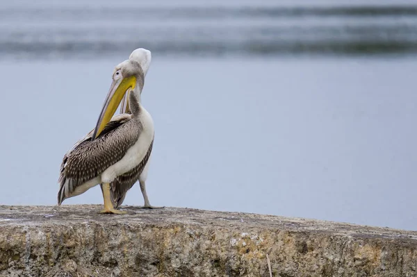 Tranquil Scenery Pelicans Perched Rock Ocean Gloomy Day — Stock Photo, Image