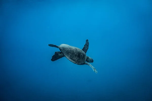 Gros Plan Cheloniidae Nageant Dans Eau — Photo