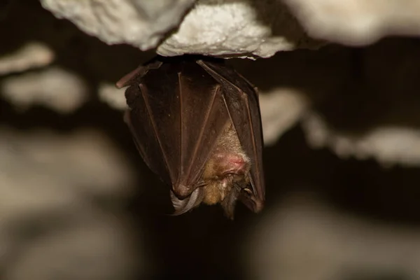 Tiro Perto Morcego — Fotografia de Stock