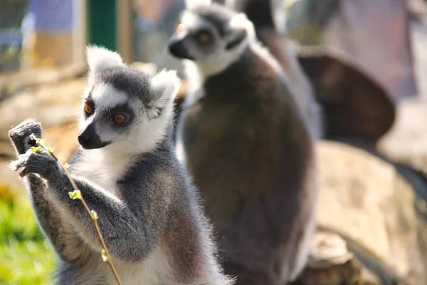 Closeup Shot Sanford Brown Lemurs — 图库照片