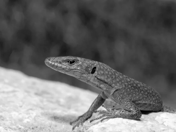 Grayscale Closeup Shot Sharp Snouted Lizard Dalmatolacerta Oxycephala Archeolacerta Oxycephala — Stock Photo, Image