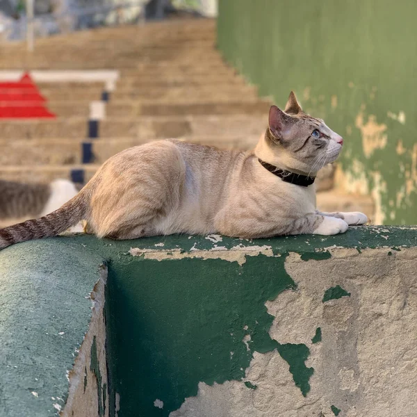 Tiro Seletivo Gato Sentado Uma Parede Velha Fora — Fotografia de Stock