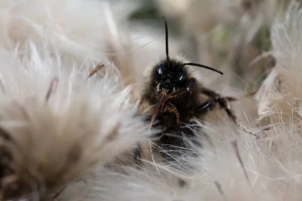 Makró Kép Egy Méhről Bolyhos Fűzfán — Stock Fotó