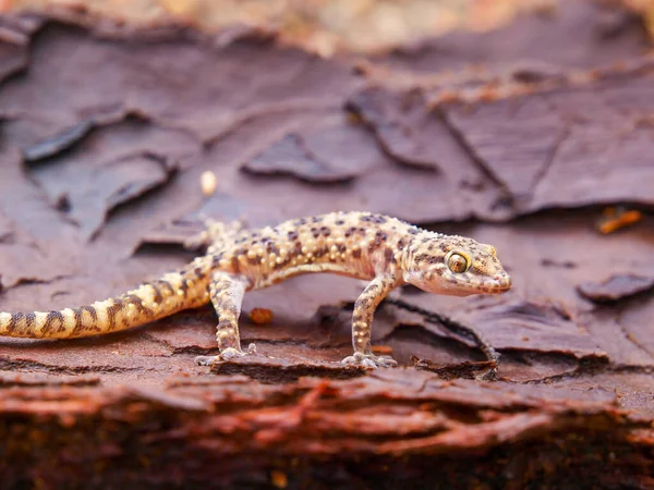 Macroscatto Una Casa Mediterranea Geco Hemidactylus Turcicus Lucertola Una Roccia — Foto Stock