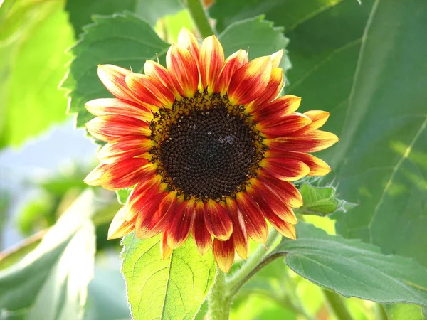 Closeup Shot Beautiful Sunflower Growing Field Large Green Leaves — Fotografia de Stock