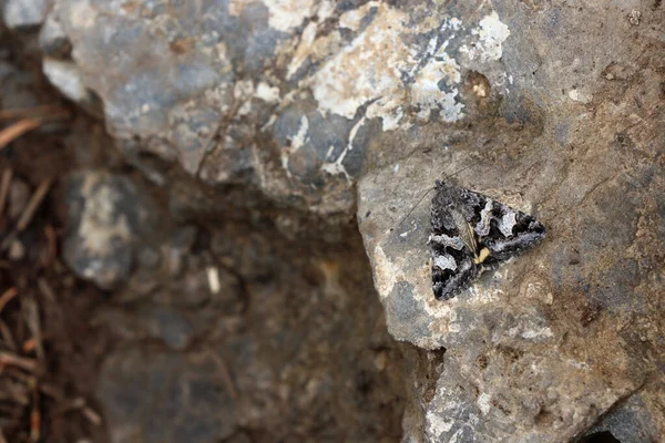 Güzel Gri Bir Kelebek Doğal Ortamında Bir Kayanın Üzerinde — Stok fotoğraf