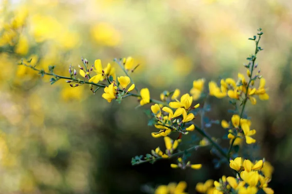 Primer Plano Hermosas Flores Amarillas Baptisia Tinctoria Creciendo Jardín — Foto de Stock