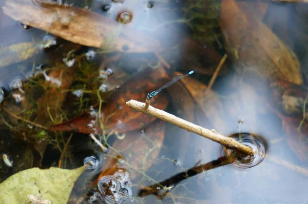 Beautiful Shot Dragonfly Sitting Wooden Stick Stuck Water Big Leaves — 图库照片