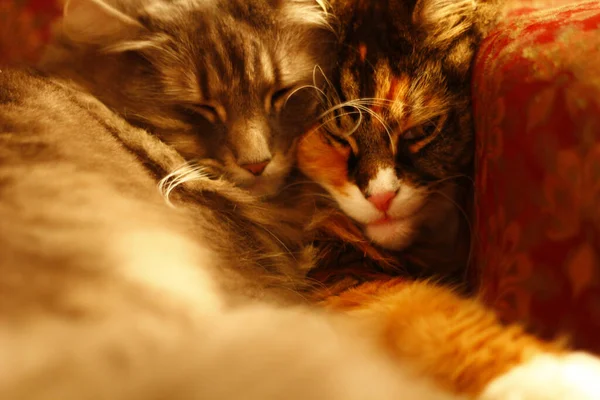 Couple Lovely Cats Lying Together Sofa — Fotografia de Stock
