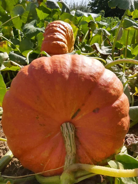 Gros Plan Vertical Grosses Citrouilles Orange Jardin Sous Lumière Soleil — Photo