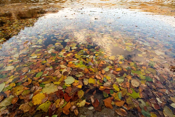 Прекрасный Вид Красочные Осенние Листья Водой Озера Плавающие Поверхности — стоковое фото