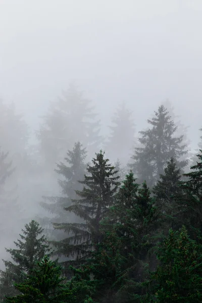 霧に覆われた森の垂直ショット — ストック写真
