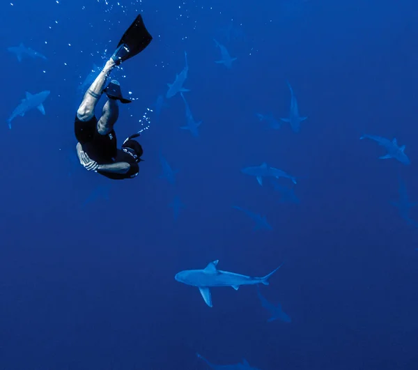 Homem Mergulhar Debaixo Água Com Grupo Tubarões — Fotografia de Stock