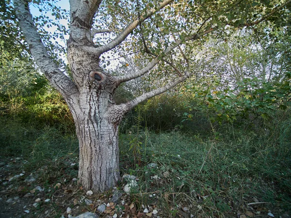 晴れた日に森の中の濃い緑の中にあるN古い木 — ストック写真
