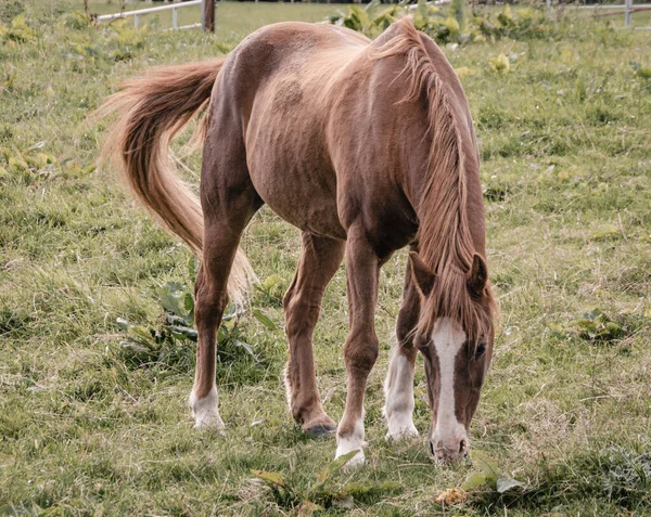 Cavalo Marrom Pastando Campo — Fotografia de Stock