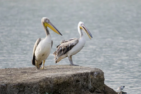 Eine Ruhige Landschaft Von Pelikanen Auf Einem Felsen Meer Einem — Stockfoto