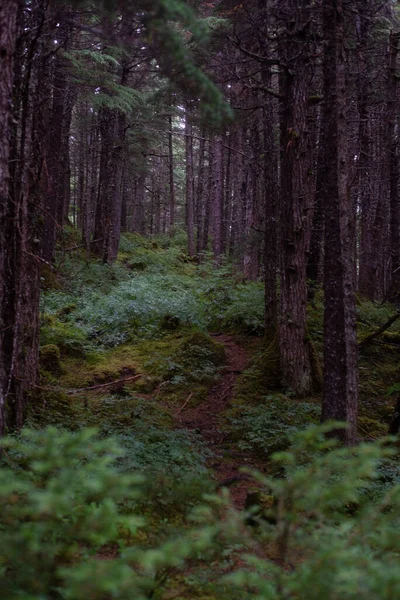 Paisagem Florestal Torno Anchorage Alasca — Fotografia de Stock