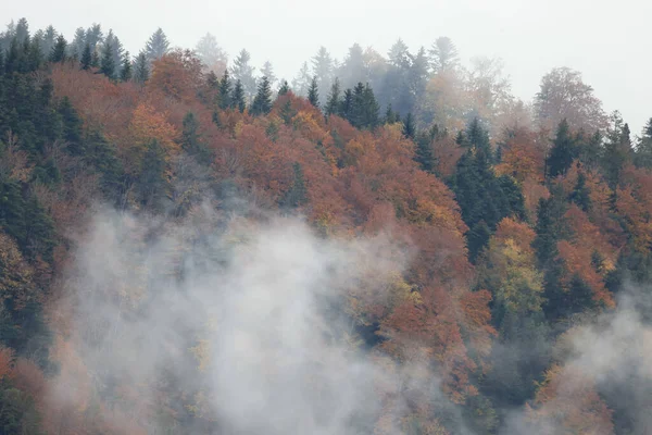 Mlha Pokrývající Les Podzim — Stock fotografie