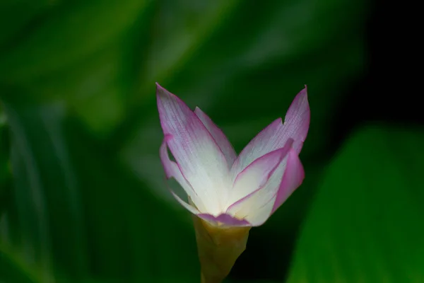 Крупним Планом Знімок Красивої Квітки Цвіте Саду — стокове фото