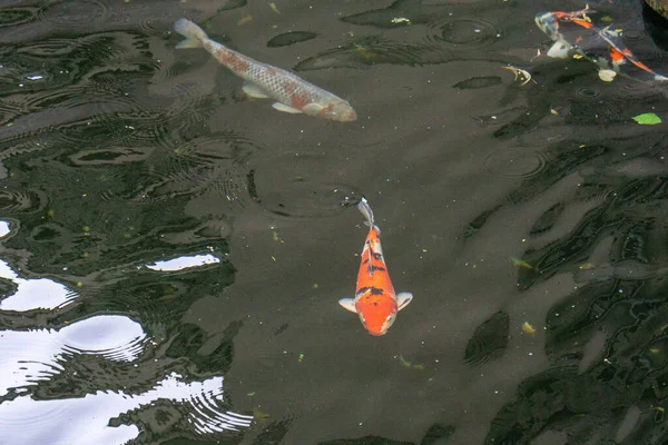 Closeup Cute Colorful Little Fish Swimming Peacefully Surface Lake Sunny — Stock Photo, Image