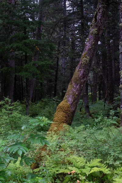 Лесной Пейзаж Окружающий Анкоридж — стоковое фото