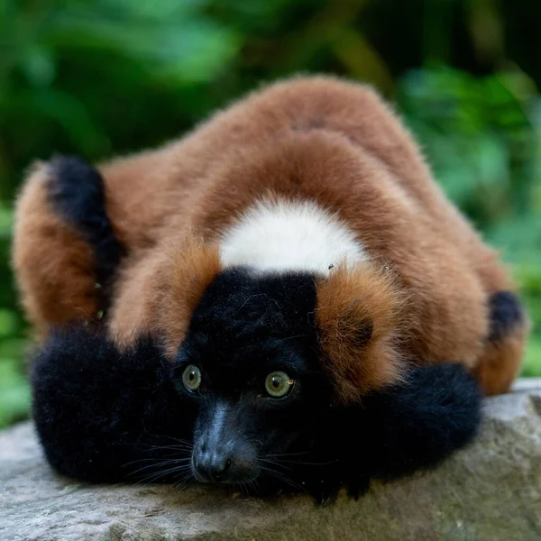 Closeup Shot Cute Red Ruffed Lemur — Foto Stock