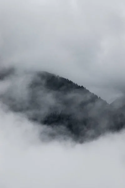 Вертикальный Снимок Леса Покрытого Туманом — стоковое фото