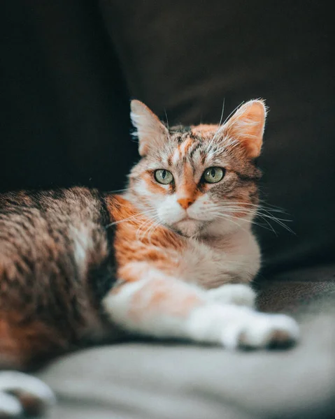 一只生姜和棕色的猫躺在沙发上的垂直镜头 — 图库照片