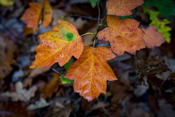 Closeup Shot Red Autumn Leaves Texture — Stockfoto