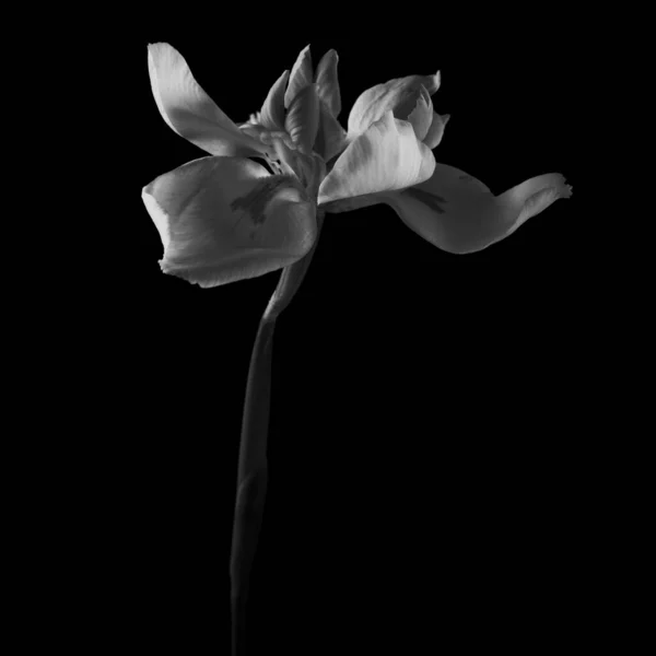 Detailní Záběr Krásné Květiny Černém Pozadí Stupních Šedi — Stock fotografie