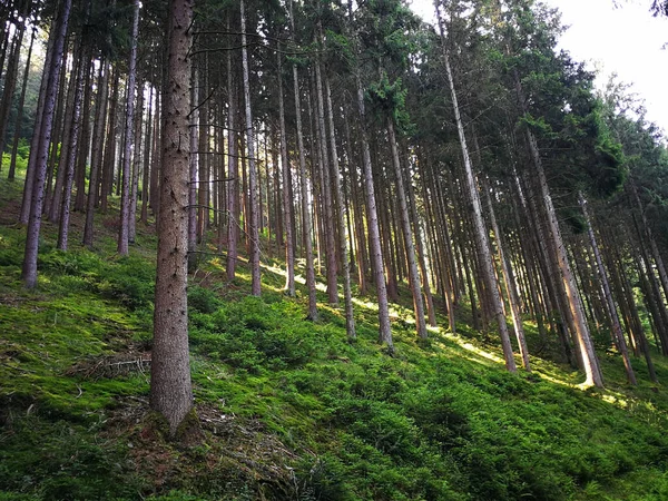 Sideway Landscape Covered Trees — Foto Stock