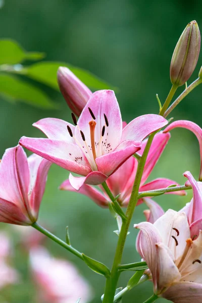 花园中的粉色百合花的精选焦点镜头 — 图库照片