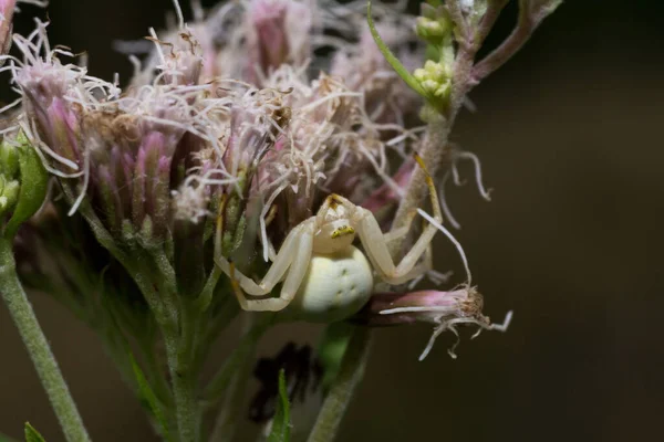 Enfoque Selectivo Una Araña Flor Blanca Una Flor Lindleyanum Eupatorium —  Fotos de Stock