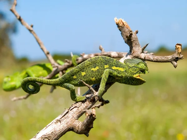 Macro Shot Beautiful African Chameleon Sahel Branch Tree — Stock Photo, Image