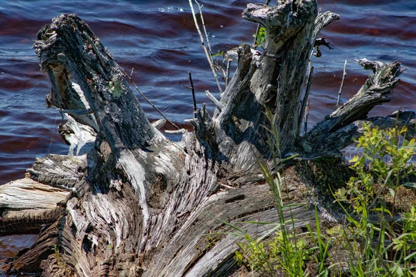 호수에 나무에서 커다란 나무토막 — 스톡 사진