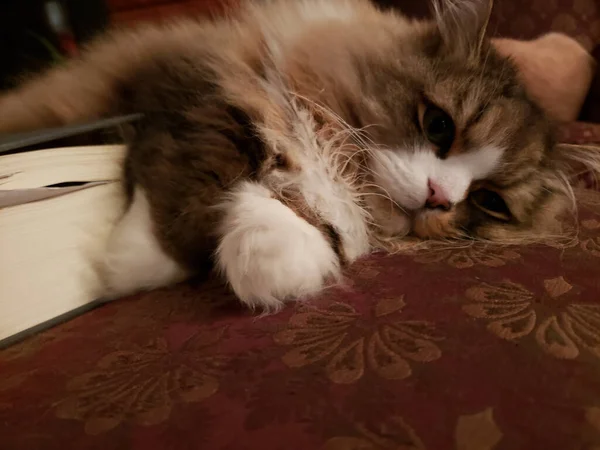 Słodki Śpiący Kot Leżący Kanapie Obok Książki — Zdjęcie stockowe