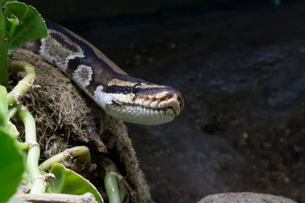 Primer Plano Una Serpiente Dientes Suaves Bosque —  Fotos de Stock