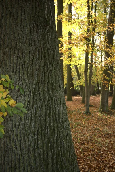 Een Prachtig Shot Van Bomen Een Bos Tijdens Herfst — Stockfoto