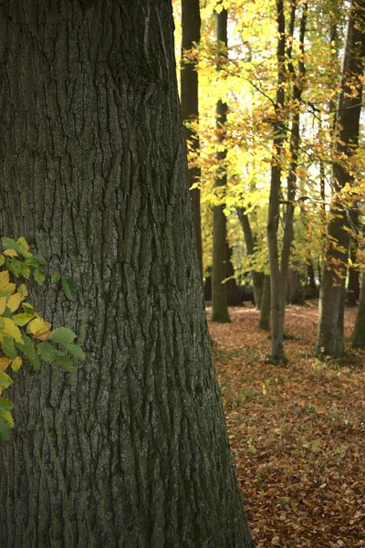 Eine Schöne Aufnahme Von Bäumen Einem Wald Herbst — Stockfoto