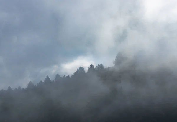 Der Dichte Nebel Und Die Wolken Die Einen Wald Bedecken — Stockfoto