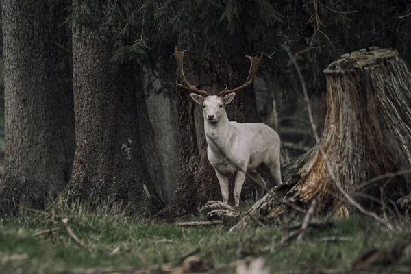 Renne Blanc Dans Une Forêt — Photo