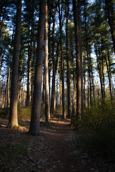 Vertikální Záběr Vysokých Stromů Lese — Stock fotografie