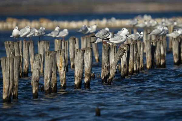 Een Prachtig Uitzicht Meeuwen Staand Houten Palen Het Water — Stockfoto