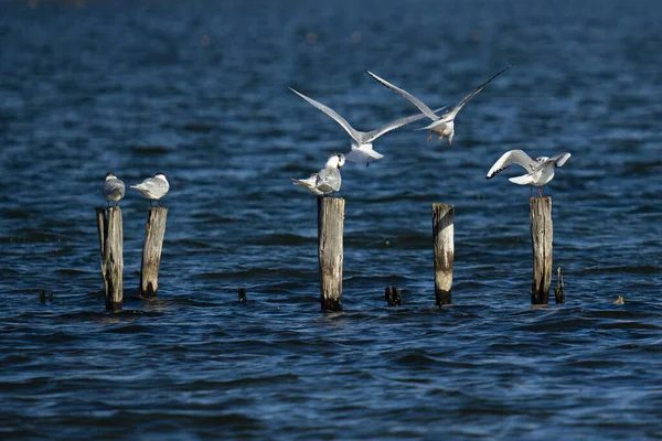 Beautiful View Gulls Standing Wooden Poles Water — Stock Photo, Image