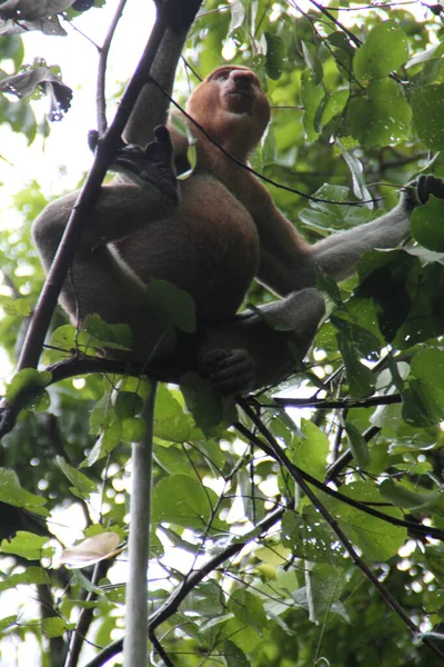 Tiro Ângulo Baixo Macaco Uma Árvore Uma Floresta Durante Dia — Fotografia de Stock
