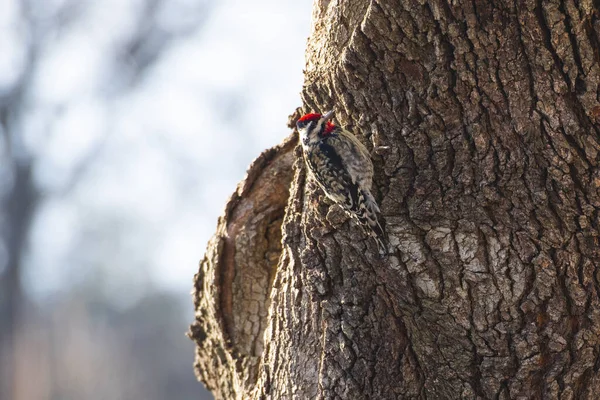 木の樹皮に座っているストライプの胸肉のキツツキ — ストック写真