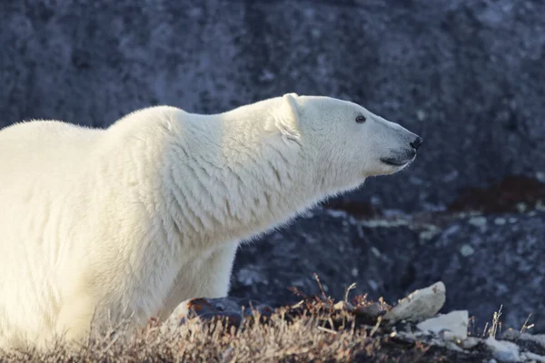 북극곰의 — 스톡 사진